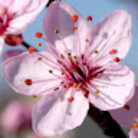 Meet your Posher, Stephanie - Picture 1 of 1